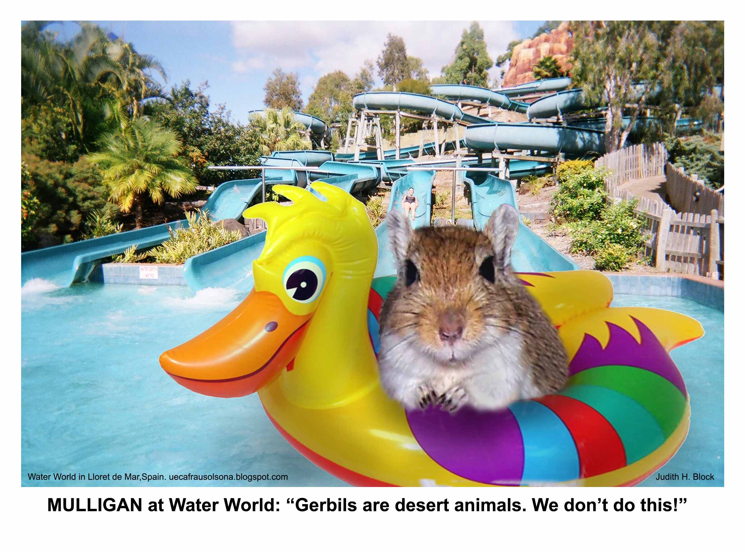 Judith's Gerbil at Waterworld